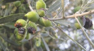 Το πρόγραμμα των δολωματικών ψεκασμών για την Τετάρτη 24 Σεπτεμβρίου 2025