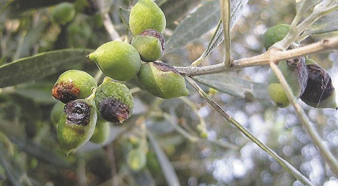 Το πρόγραμμα των δολωματικών ψεκασμών για την Τετάρτη 24 Σεπτεμβρίου 2025